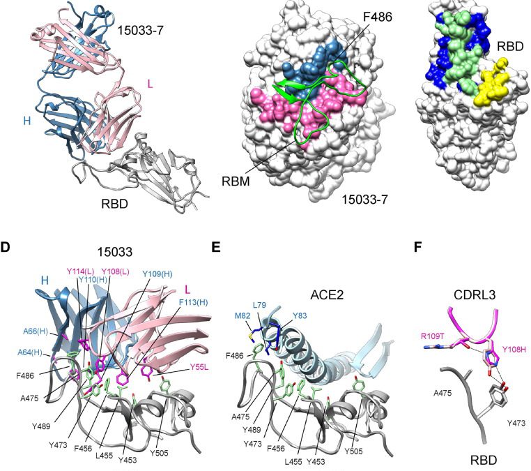 Tetravalent SARS-CoV-2 Neutralizing Antibodies Show Enhanced Potency and Resistance to Escape Mutations